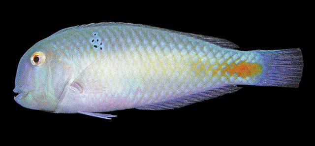 格氏项鳍鱼(Iniistius griffithsi)