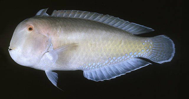 杰克逊项鳍鱼(Iniistius jacksonensis)