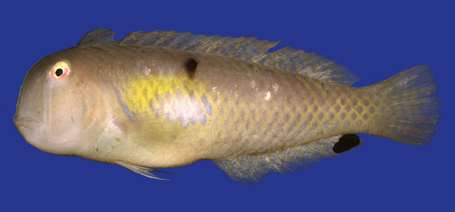 黑斑项鳍鱼(Iniistius melanopus)