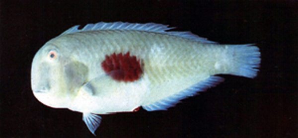 彩虹项鳍鱼(Iniistius twistii)