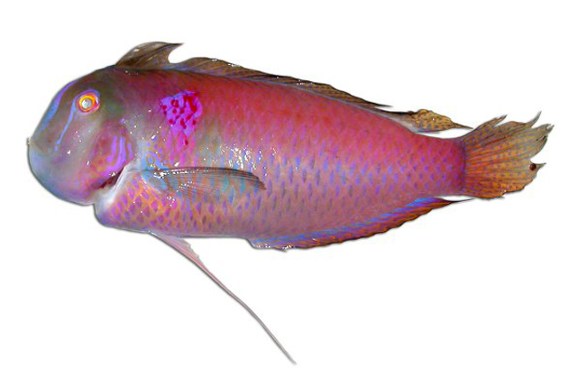 蔷薇项鳍鱼(Iniistius verrens)