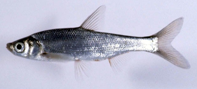 日本石川鱼(Ischikauia steenackeri)