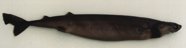 巴西达摩鲨(Isistius brasiliensis)