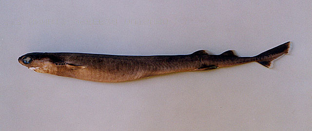 大齿达摩鲨(Isistius plutodus)