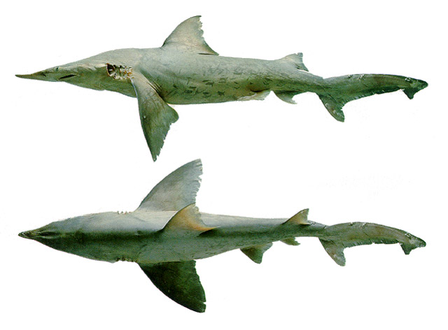 剑吻鲨(Isogomphodon oxyrhynchus)
