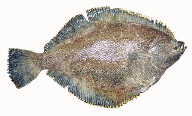 白令海等鳍鲽(Isopsetta isolepis)