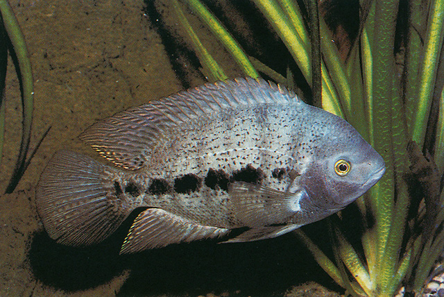 图拉丽体鱼(Isthmoheros tuyrensis)