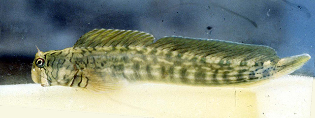 条纹动齿鳚(Istiblennius lineatus)