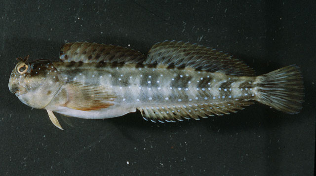 珠点动齿鳚(Istiblennius meleagris)
