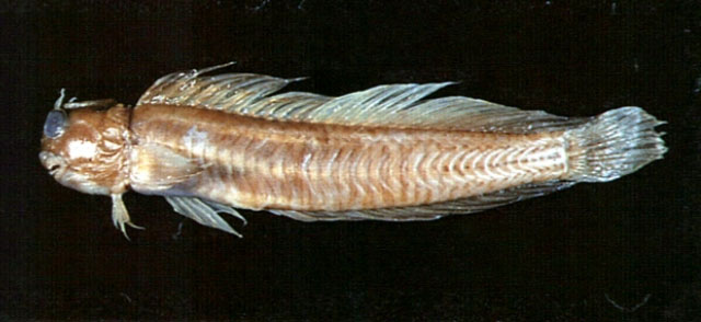 穆氏动齿鳚(Istiblennius muelleri)