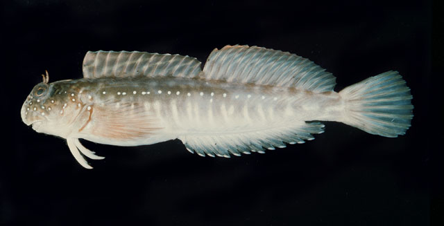 斑点动齿鳚(Istiblennius spilotus)