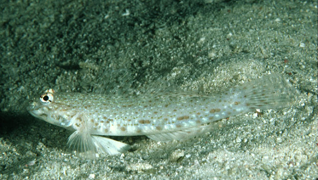 线斑衔虾虎(Istigobius rigilius)