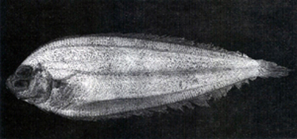 多齿日本左鲆(Japonolaeops dentatus)