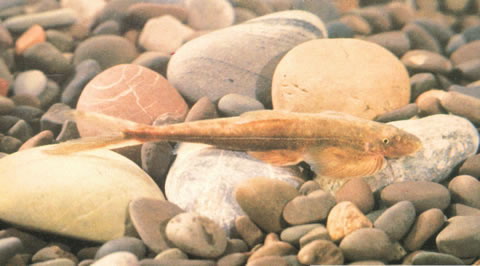短身金沙鳅(Jinshaia abbreviata)