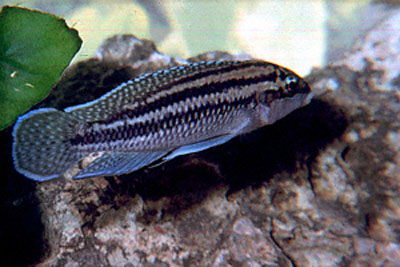 迪氏尖嘴丽鱼(Julidochromis dickfeldi)