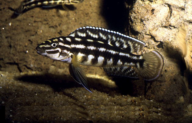 斑带尖嘴丽鱼(Julidochromis marlieri)