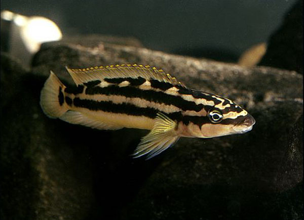饰妆尖嘴丽鱼(Julidochromis ornatus)