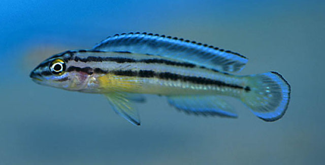 雷氏尖嘴丽鱼(Julidochromis regani)