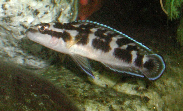 云斑尖嘴丽鱼(Julidochromis transcriptus)