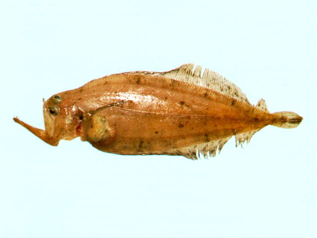 大嘴鳄口鲆(Kamoharaia megastoma)