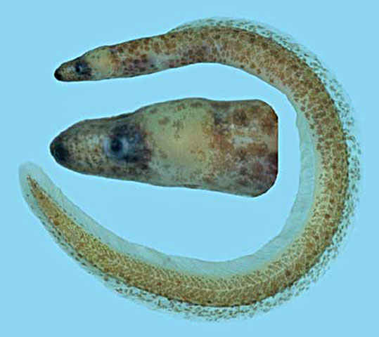 黑吻眶鼻鳗(Kaupichthys atronasus)