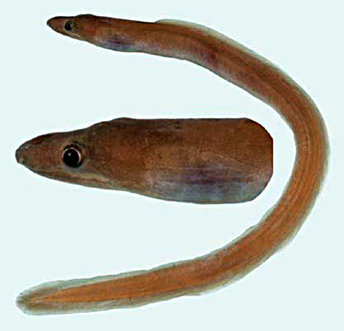 短鳍眶鼻鳗(Kaupichthys brachychirus)