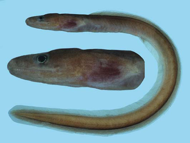 双齿眶鼻鳗(Kaupichthys diodontus)
