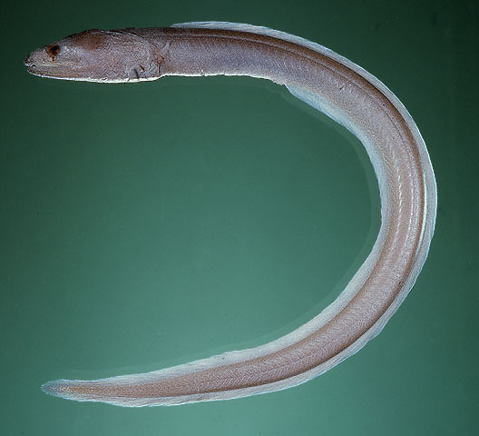 高体眶鼻鳗(Kaupichthys hyoproroides)