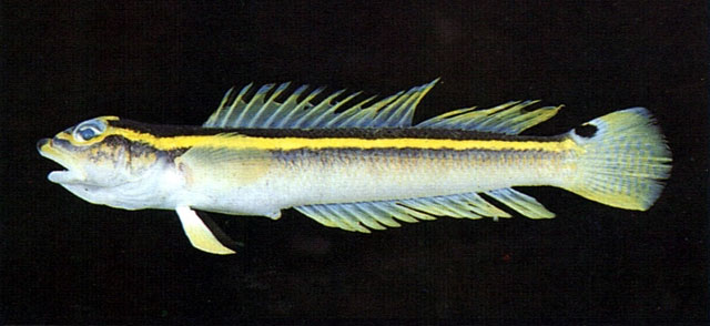 黄带高知鲈(Kochichthys flavofasciatus)