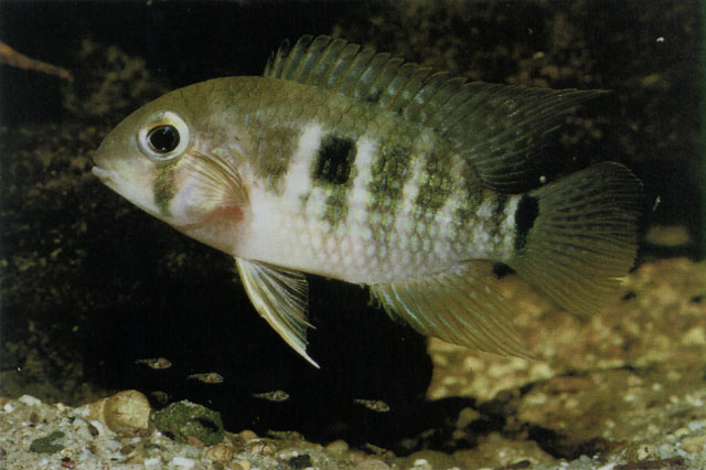 圭亚那克罗比丽鱼(Krobia guianensis)