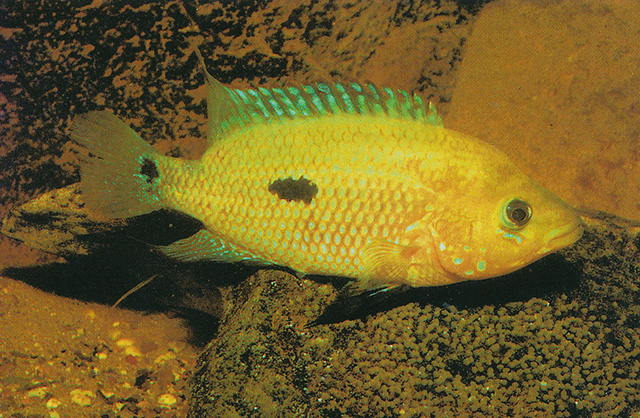 横带卡奎丽鱼(Kronoheros umbriferus)