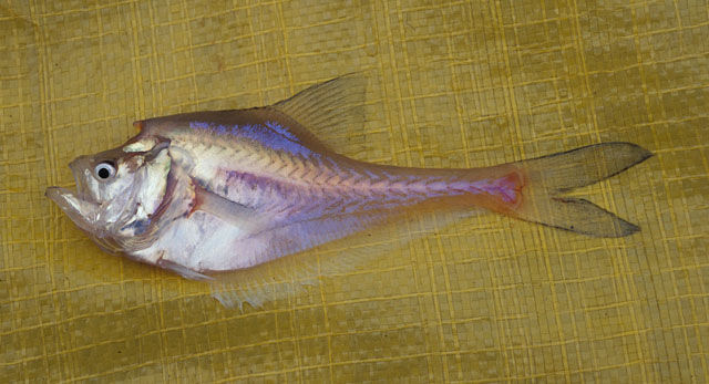 鈎鱼(Kurtus gulliveri)