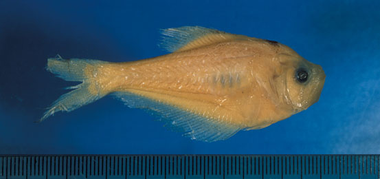 印度鈎鱼(Kurtus indicus)