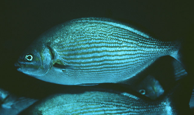 蓝舵(Kyphosus vaigiensis)