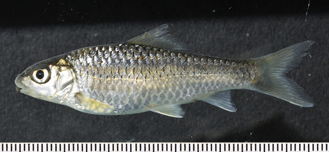 阿氏突吻鱼(Labeobarbus axelrodi)