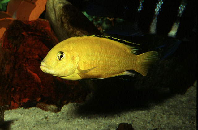 淡黑镊丽鱼(Labidochromis caeruleus)