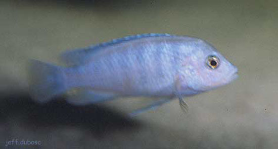 希萨氏镊丽鱼(Labidochromis chisumulae)