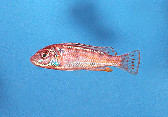黄喉镊丽鱼(Labidochromis flavigulis)