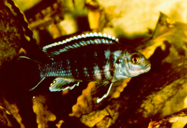 弗氏镊丽鱼(Labidochromis freibergi)