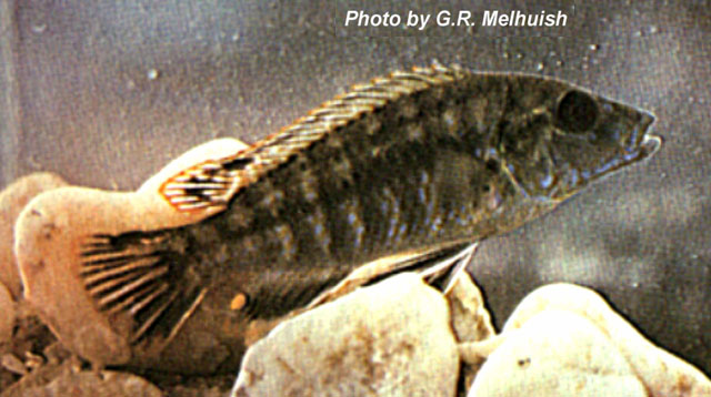 希拉镊丽鱼(Labidochromis shiranus)