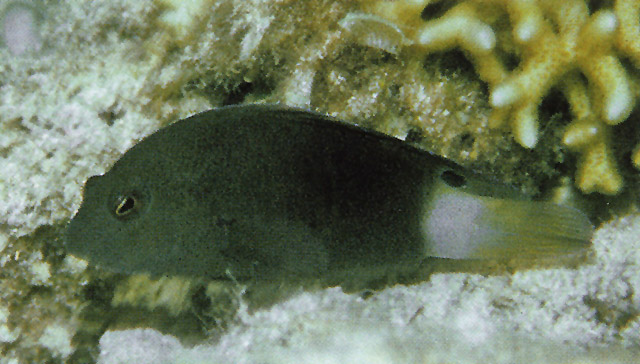 黑带戴氏鱼(Labracinus atrofasciatus)