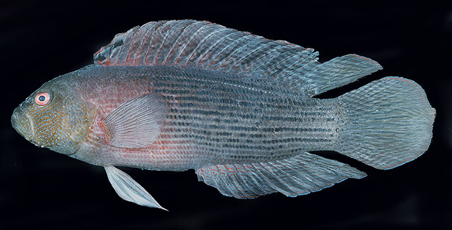 条纹戴氏鱼(Labracinus lineatus)