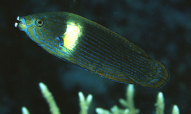 单线突唇鱼(Labrichthys unilineatus)
