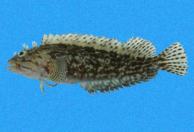 多茧脂鳚(Labrisomus multiporosus)