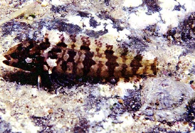 黑横带脂鳚(Labrisomus socorroensis)