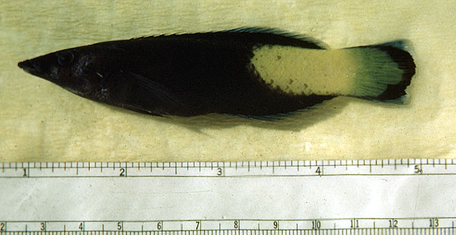 双色裂唇鱼(Labroides bicolor)
