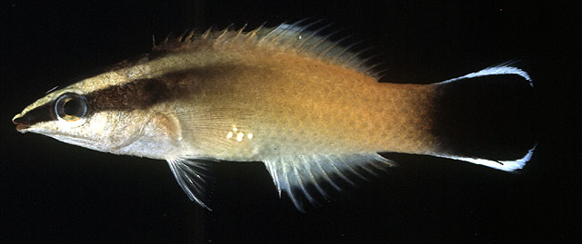 红唇裂唇鱼(Labroides rubrolabiatus)