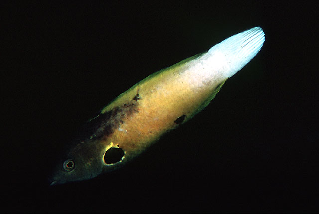 艾伦褶唇鱼(Labropsis alleni)