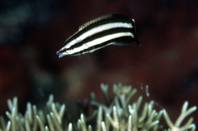 澳洲褶唇鱼(Labropsis australis)