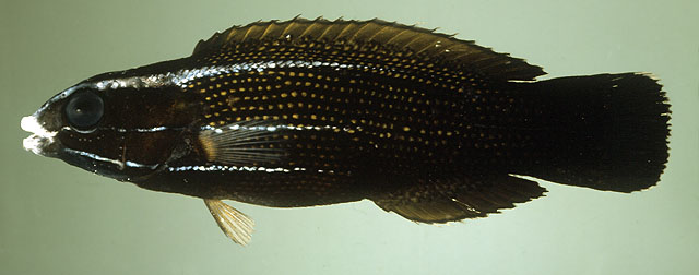 波利尼西亚褶唇鱼(Labropsis polynesica)